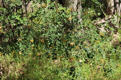 Goodia medicaginea
