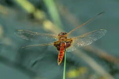 Urothemis assignata
