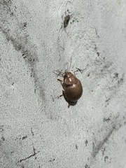 Paropsisterna crocata