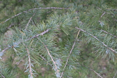 Cedrus