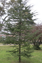 Cedrus