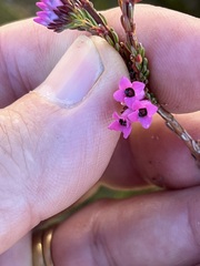 Erica daphniflora