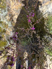 Erica daphniflora