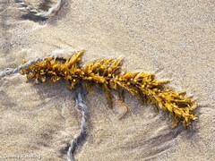 Sargassum muticum