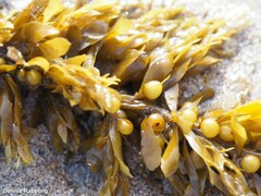 Sargassum muticum