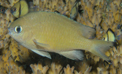 Azurina lepidolepis
