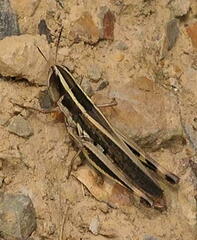 Macrotona securiformis