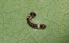 Acronicta megacephala