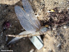 Anax ephippiger