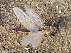 Anax ephippiger