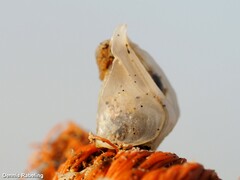 Dosima fascicularis