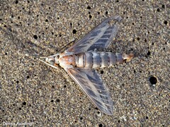 Hyles livornica