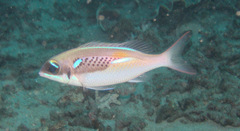 Scolopsis xenochrous