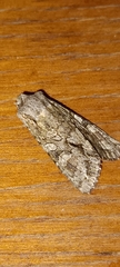 Ichneutica mutans