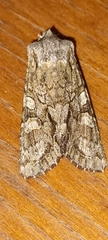 Ichneutica mutans