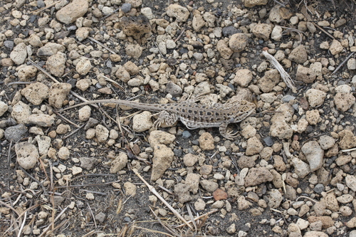 Liolaemus pleopholis
