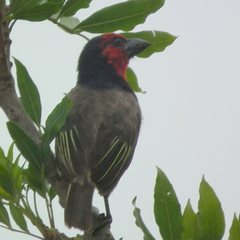 Lybius torquatus torquatus