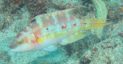 Oxycheilinus bimaculatus