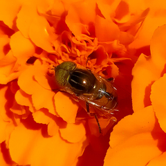 Eristalinus