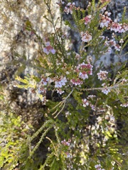 Erica verecunda