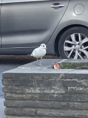 Chroicocephalus ridibundus