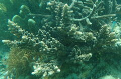 Acropora