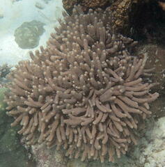 Anthozoa