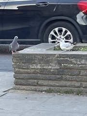 Chroicocephalus ridibundus