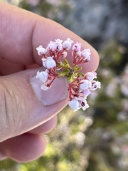 Erica verecunda