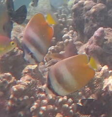 Chaetodon kleinii
