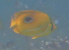 Chaetodon bennetti