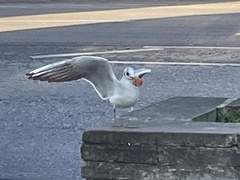 Chroicocephalus ridibundus