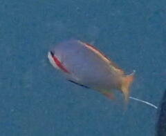 Pseudanthias huchtii