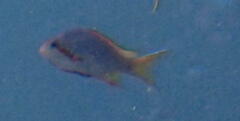 Pseudanthias huchtii
