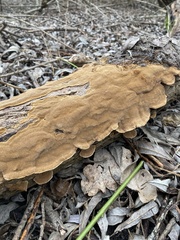 Phellinopsis conchata