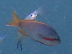 Pseudanthias huchtii