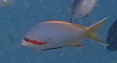 Pseudanthias huchtii