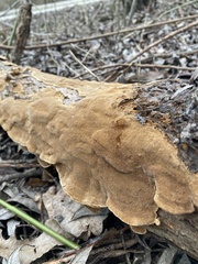 Phellinopsis conchata