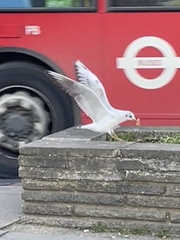 Chroicocephalus ridibundus