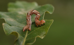 Cyclophora punctaria