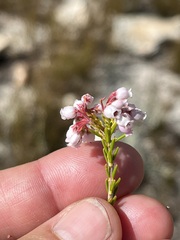 Erica verecunda