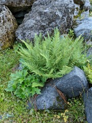 Athyrium americanum