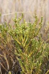 Parastrephia lepidophylla