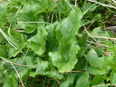 Arum maculatum