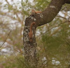Heliosciurus mutabilis