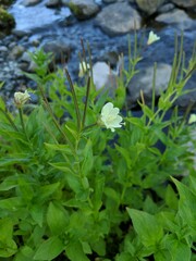 Epilobium luteum