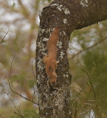 Heliosciurus mutabilis