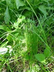 Carex sylvatica