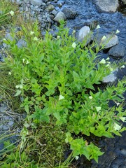 Epilobium luteum