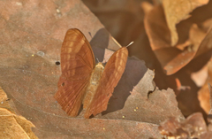 Abisara bifasciata